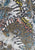 Vintage Clothing - CV A Mans Leopard 'VIP' NOT DONE - Painted Bird Vintage Boutique & The Aviary - Mens