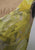 Vintage Clothing - Citrus Camo Dress - Painted Bird Vintage Boutique & The Aviary - Dresses