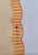 Dots Of Orange 'VIP'