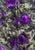 Authentic Vintage Lydia of London Purple Floral Print Ruched Shift Dress 'VIP'