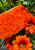 Vintage Clothing - Orangeade Pouch - Painted Bird Vintage Boutique & The Aviary - Handbag